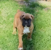 Hunter , a male Boxer for sale in Reinholds, PA – Photo 4 of 4