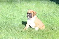 Turner, a male Boxer for sale in Reinholds, PA – Photo 3 of 7