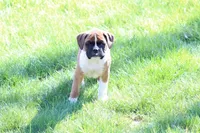 Turner, a male Boxer for sale in Reinholds, PA – Photo 7 of 7