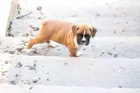 Turner, a male Boxer for sale in Reinholds, PA – Photo 5 of 7