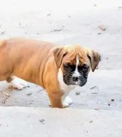 Turner, a male Boxer for sale in Reinholds, PA – Photo 2 of 7