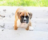 Turner, a male Boxer for sale in Reinholds, PA – Photo 6 of 7