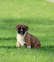 Turner, a male Boxer for sale in Reinholds, PA – Photo 1 of 7