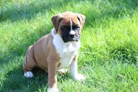 Turner, a male Boxer for sale in Reinholds, PA – Photo 4 of 7