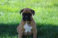 HUDSON, a male Boxer for sale in Reinholds, PA – Photo 2 of 4