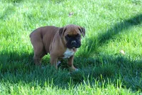 HUDSON, a male Boxer for sale in Reinholds, PA – Photo 4 of 4