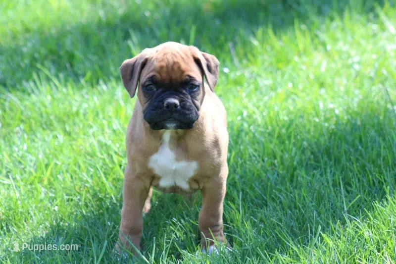 HUDSON – Boxer puppy for sale in Reinholds, PA