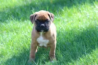 HUDSON, a male Boxer for sale in Reinholds, PA – Photo 1 of 4