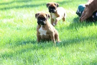 HUDSON, a male Boxer for sale in Reinholds, PA – Photo 3 of 4