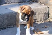 CODY, a male Boxer for sale in Reinholds, PA – Photo 2 of 3