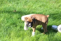 CODY, a male Boxer for sale in Reinholds, PA – Photo 3 of 3