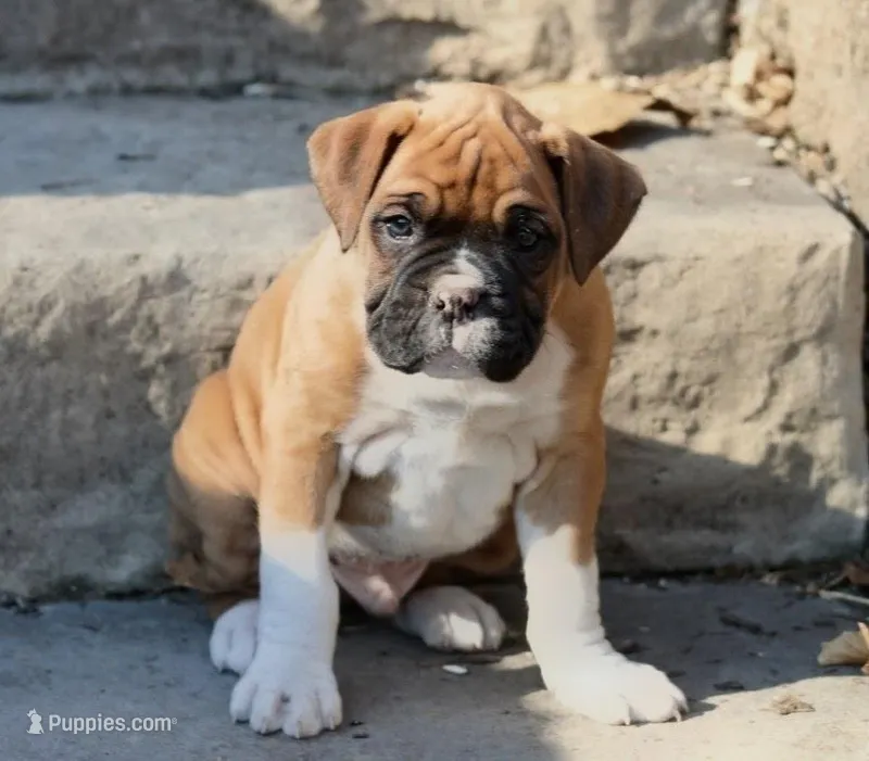 CODY – Boxer puppy for sale in Reinholds, PA