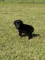 Molasses Chip, a male Miniature Australian Shepherd for sale in Lincoln, CA – Photo 6 of 7