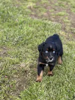 Molasses Chip, a male Miniature Australian Shepherd for sale in Lincoln, CA – Photo 7 of 7