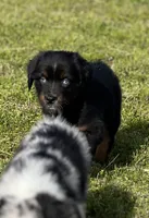 Molasses Chip, a male Miniature Australian Shepherd for sale in Lincoln, CA – Photo 4 of 7