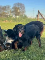 Molasses Chip, a male Miniature Australian Shepherd for sale in Lincoln, CA – Photo 2 of 7