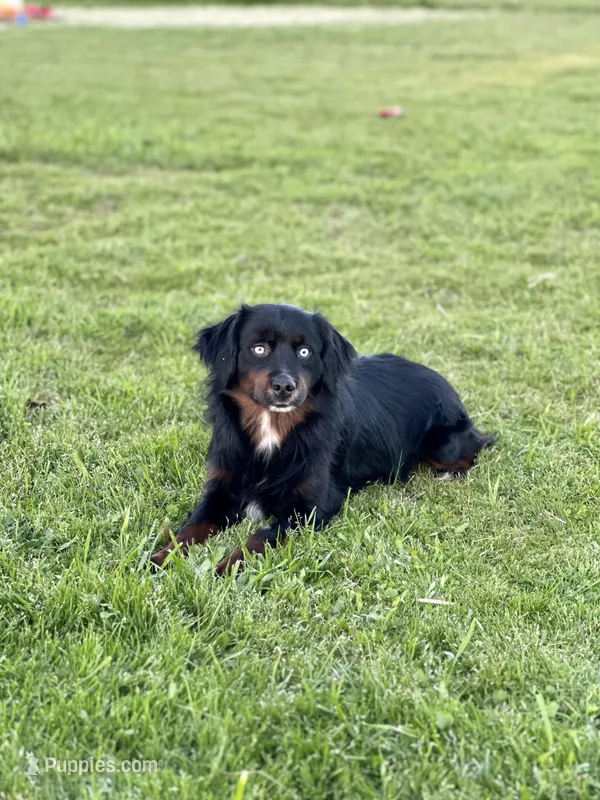 Molasses Chip, a male Miniature Australian Shepherd for sale in Lincoln, CA – Photo 1 of 7