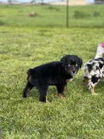 Molasses Chip, a male Miniature Australian Shepherd for sale in Lincoln, CA – Photo 5 of 7