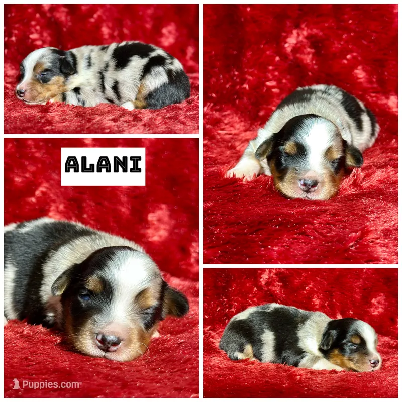 Alani  – Miniature Australian Shepherd puppy for sale in Lincoln, CA