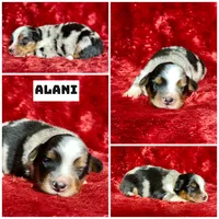 Alani , a female Miniature Australian Shepherd for sale in Lincoln, CA – 1 of 1
