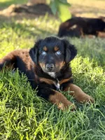 Dr. Pepper, a male Miniature Australian Shepherd for sale in Lincoln, CA – 1 of 8