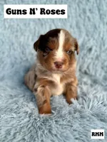 Guns N’ Roses, a male Miniature Australian Shepherd for sale in Lincoln, CA – Photo 4 of 4