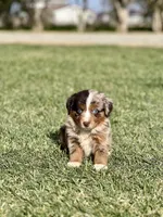 Guns N’ Roses, a male Miniature Australian Shepherd for sale in Lincoln, CA – Photo 2 of 4