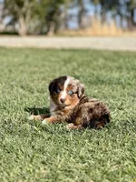 Guns N’ Roses, a male Miniature Australian Shepherd for sale in Lincoln, CA – Photo 1 of 4