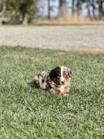 Guns N’ Roses, a male Miniature Australian Shepherd for sale in Lincoln, CA – Photo 3 of 4