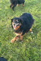Butterchew, a male Miniature Australian Shepherd for sale in Lincoln, CA – Photo 2 of 6
