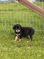 Butterchew, a male Miniature Australian Shepherd for sale in Lincoln, CA – Photo 5 of 6
