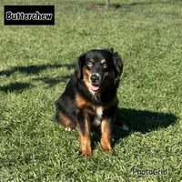 Butterchew, a male Miniature Australian Shepherd for sale in Lincoln, CA – Photo 3 of 6