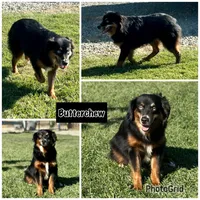 Butterchew, a male Miniature Australian Shepherd for sale in Lincoln, CA – Photo 4 of 6