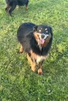 Butterchew, a male Miniature Australian Shepherd for sale in Lincoln, CA – Photo 1 of 6