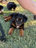 Dr. Pepper, a male Miniature Australian Shepherd for sale in Lincoln, CA – 2 of 8