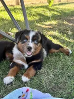 Fanta, a female Miniature Australian Shepherd for sale in Lincoln, CA – 3 of 9