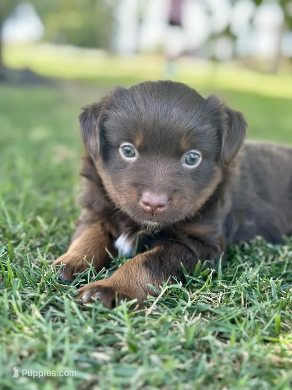 Lou Lou  – Miniature Australian Shepherd puppy for sale in Lincoln, CA