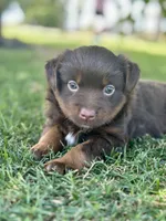 Lou Lou , a female Miniature Australian Shepherd for sale in Lincoln, CA – 1 of 4
