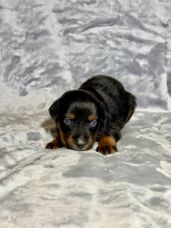 Dr. Pepper – Miniature Australian Shepherd puppy for sale in Lincoln, CA