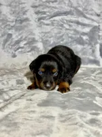 Dr. Pepper, a male Miniature Australian Shepherd for sale in Lincoln, CA – 6 of 8