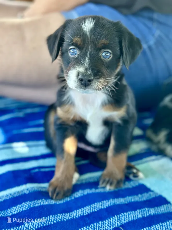 Sprite – Miniature Australian Shepherd puppy for sale in Lincoln, CA