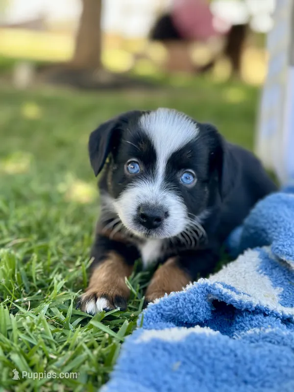 Crush  – Miniature Australian Shepherd puppy for sale in Lincoln, CA