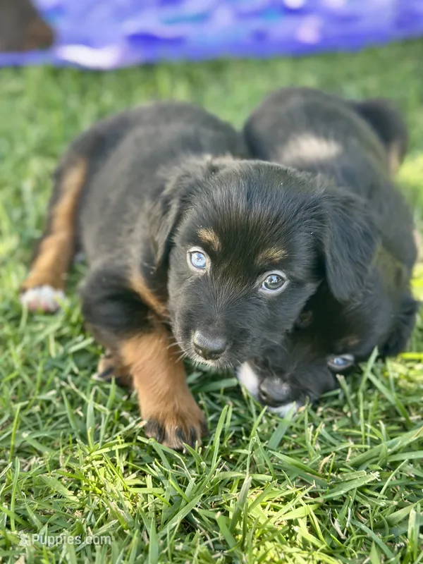 Coca-Cola – Miniature Australian Shepherd puppy for sale in Lincoln, CA