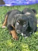Coca-Cola, a female Miniature Australian Shepherd for sale in Lincoln, CA – 3 of 7