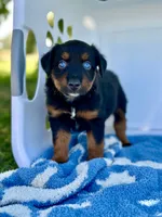 Dr. Pepper, a male Miniature Australian Shepherd for sale in Lincoln, CA – 4 of 8