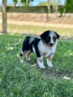 Alani , a female Miniature Australian Shepherd for sale in Lincoln, CA – 4 of 6