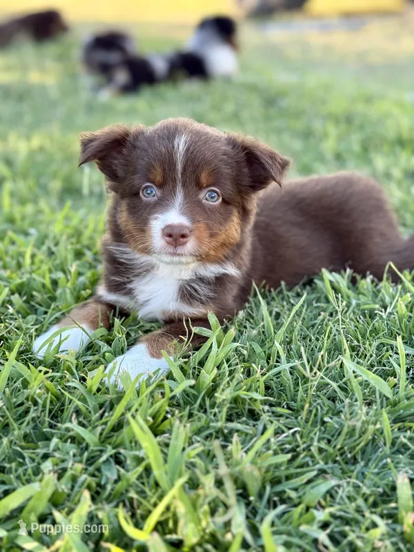 Poppi – Miniature Australian Shepherd puppy for sale in Lincoln, CA
