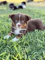 Poppi, a female Miniature Australian Shepherd for sale in Lincoln, CA – 2 of 5