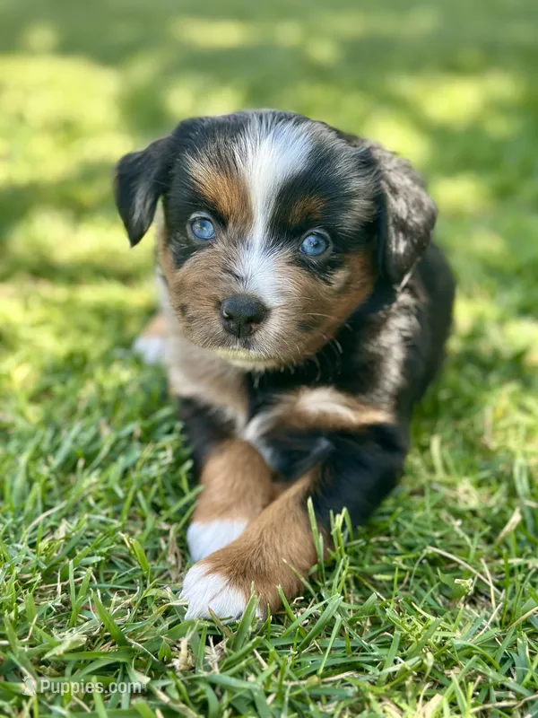 Fanta – Miniature Australian Shepherd puppy for sale in Lincoln, CA