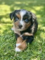 Fanta, a female Miniature Australian Shepherd for sale in Lincoln, CA – 4 of 9